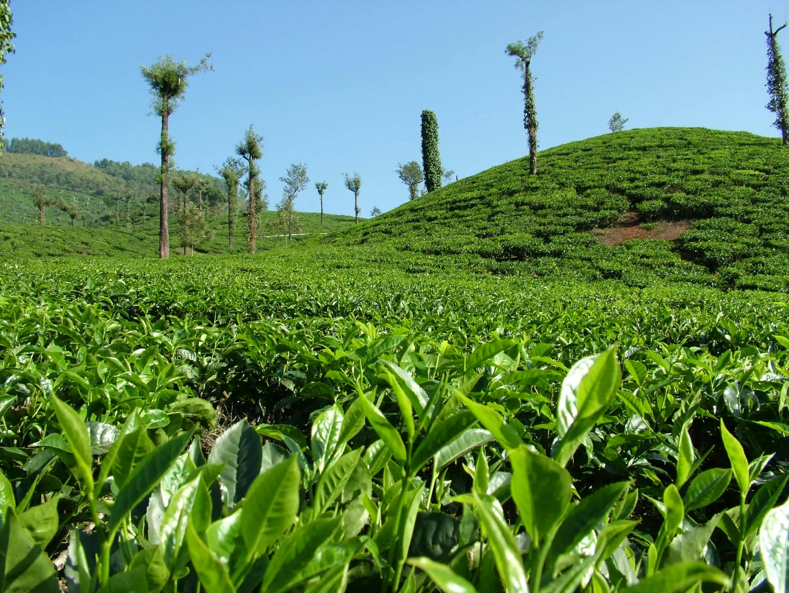 Tea estate hillside - fresh two-leaves-and-a-bud in the foreground